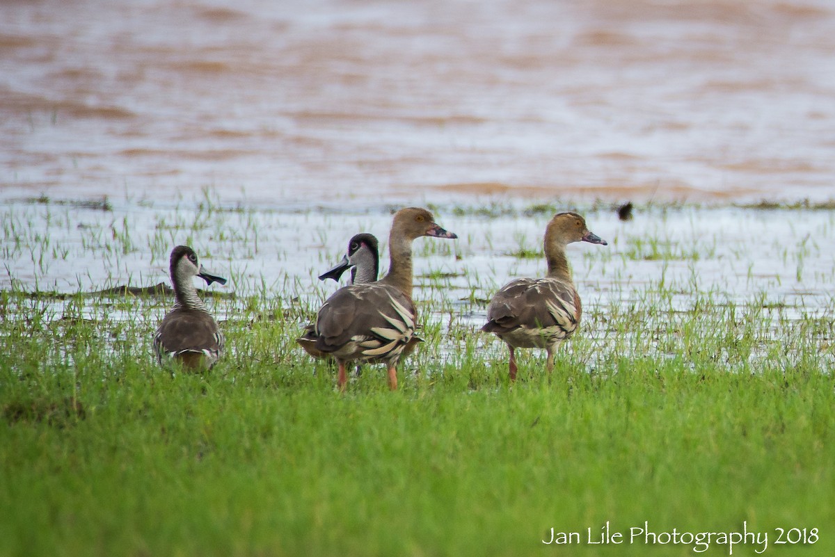 Pink-eared Duck - ML88499661