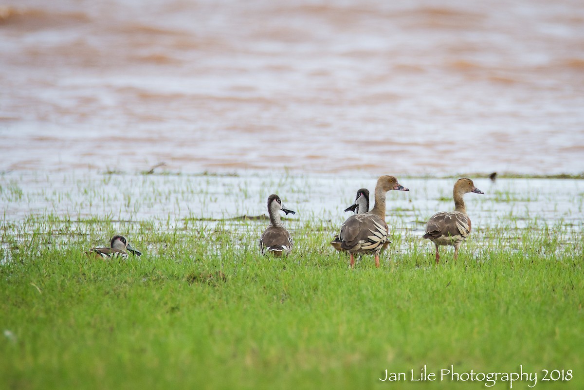 Pink-eared Duck - ML88499671