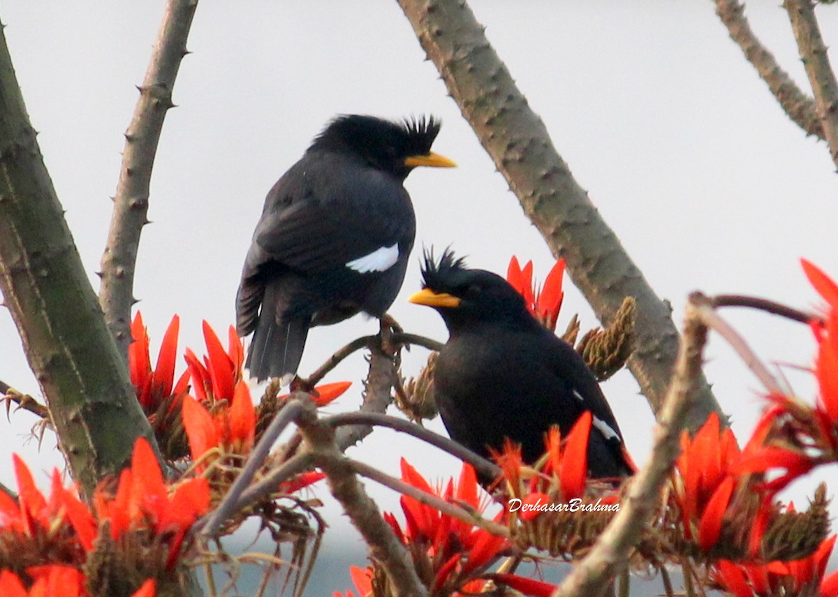 Great Myna - Derhasar Brahma