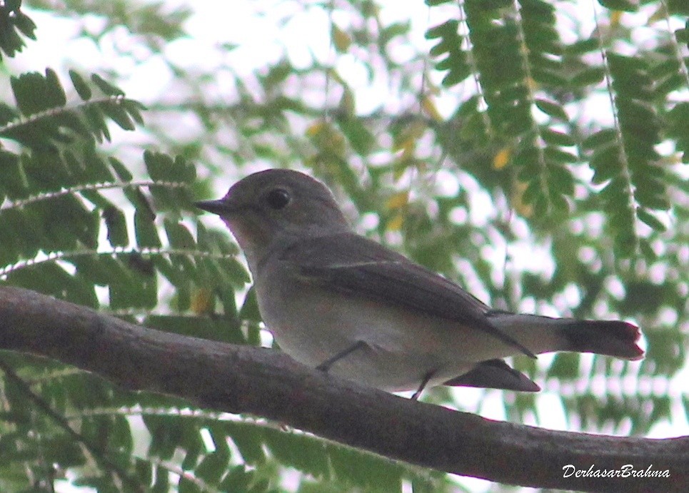 Taiga Flycatcher - ML88501141