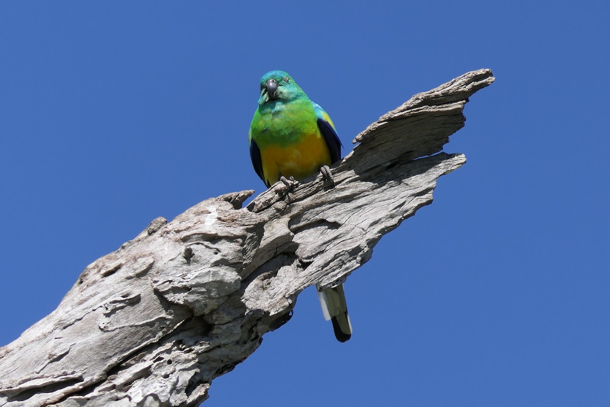 Red-rumped Parrot - ML88501991