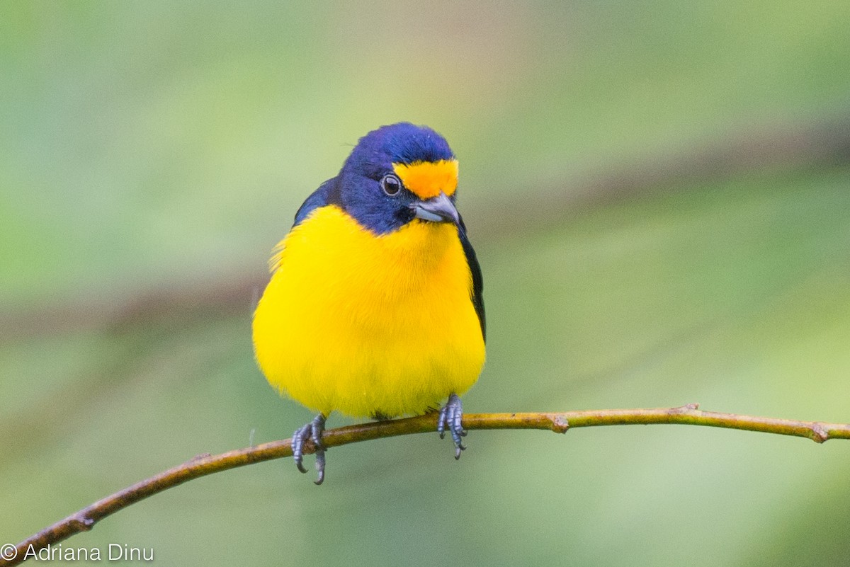 Violaceous Euphonia - ML88504811