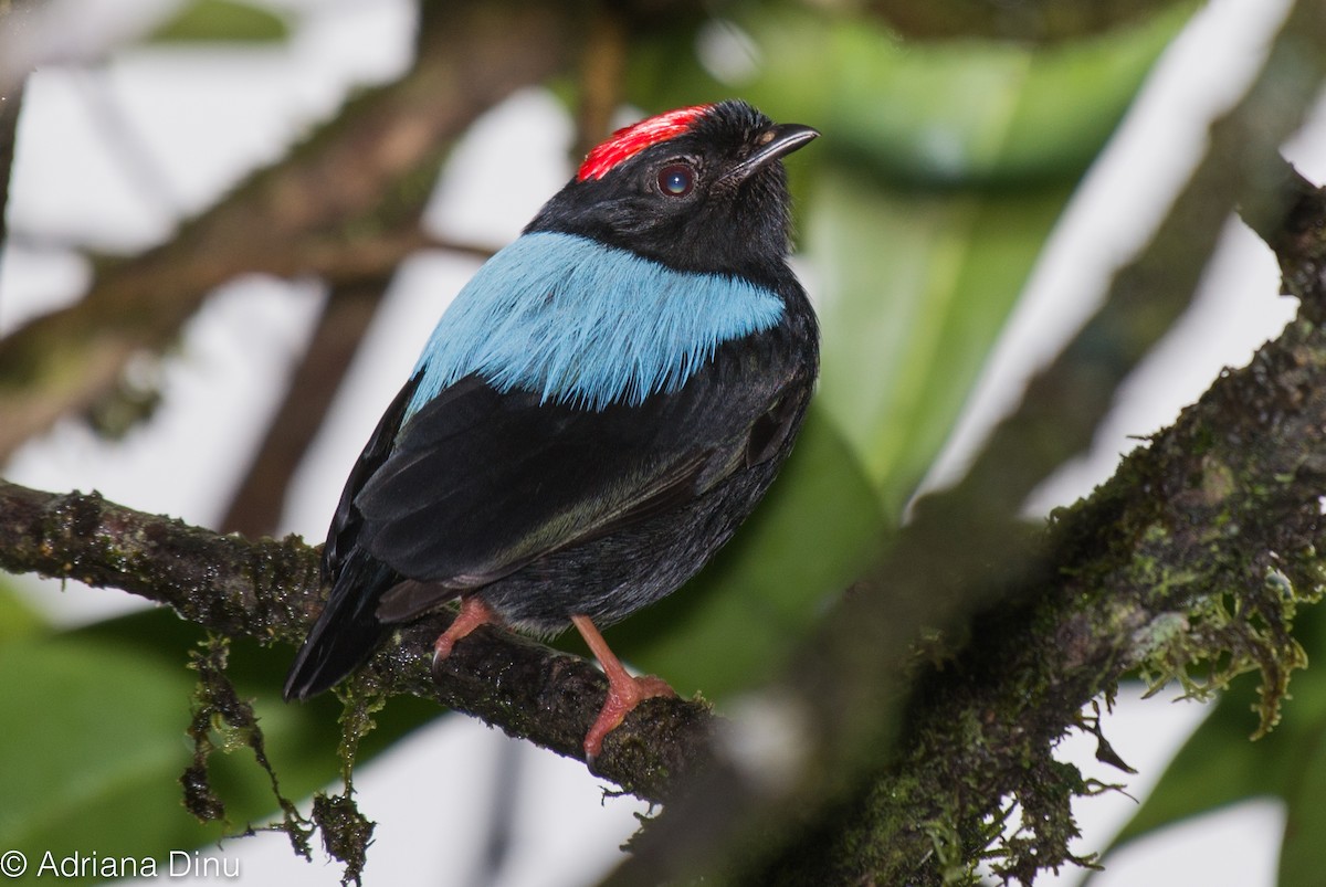 Blue-backed Manakin - ML88506321