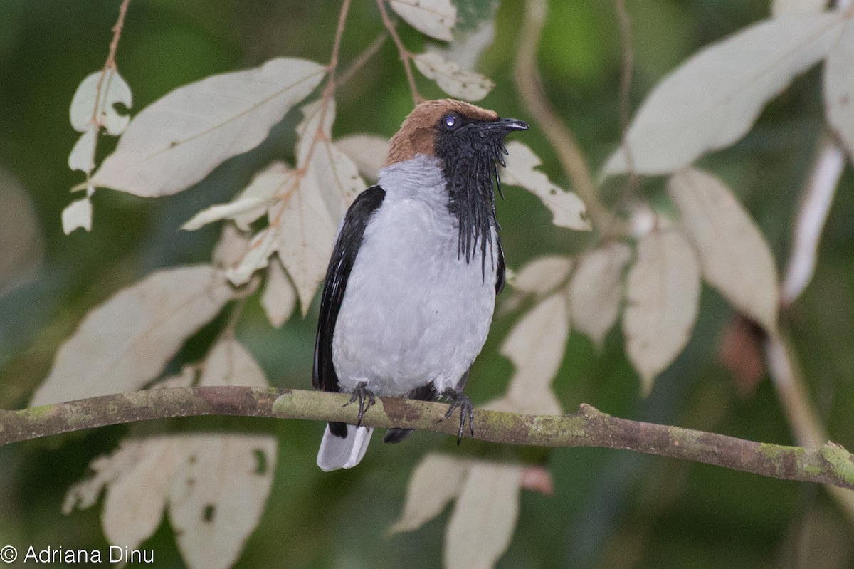 Bearded Bellbird - Adriana Dinu