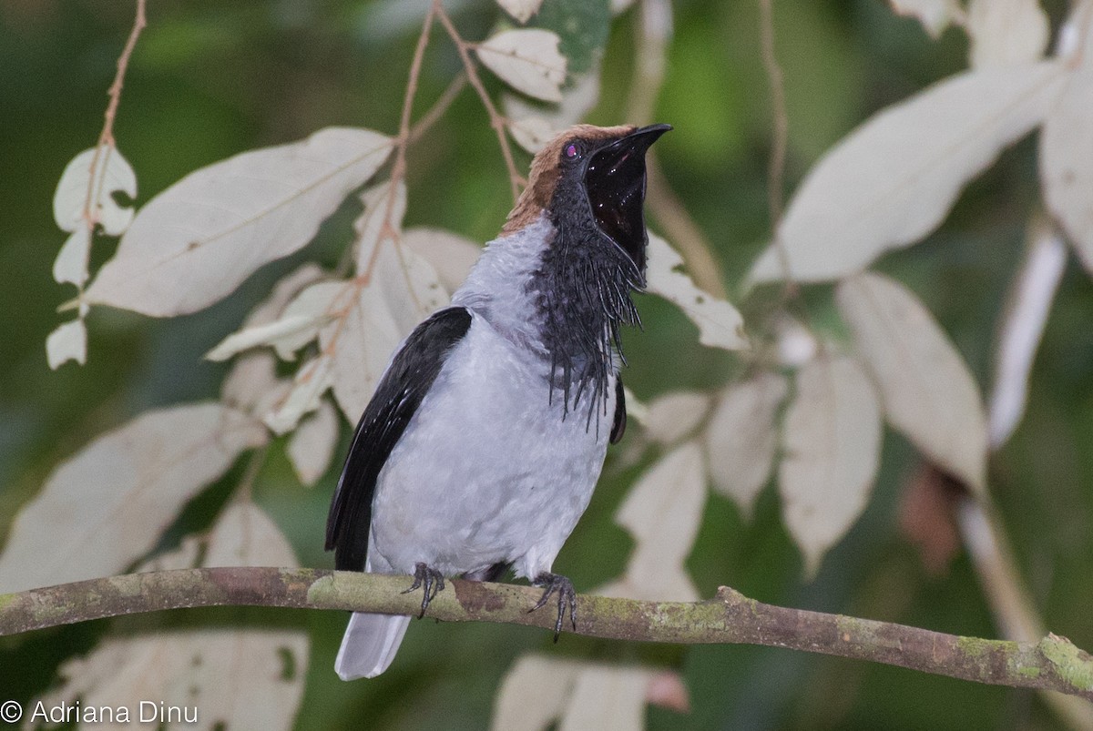 Bearded Bellbird - Adriana Dinu