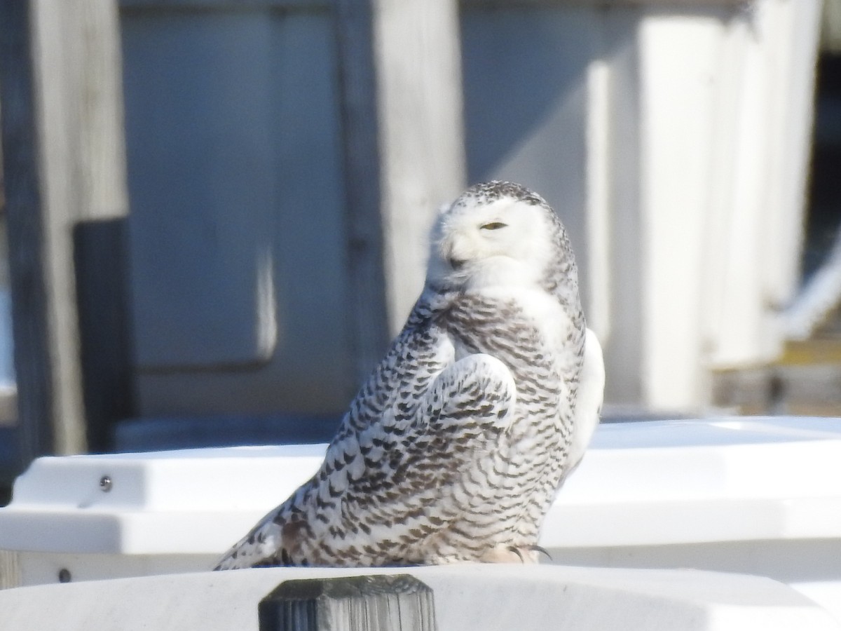 Snowy Owl - Tracy f