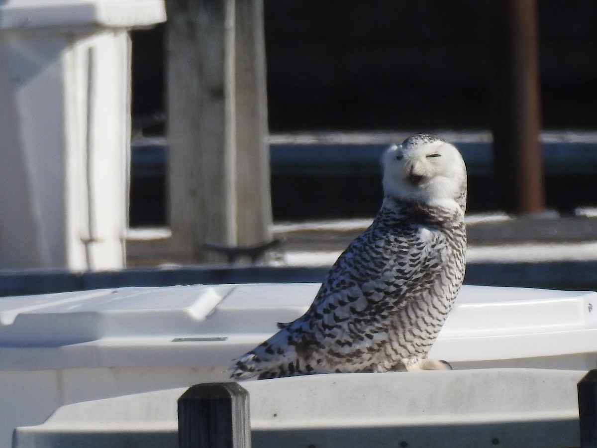 Snowy Owl - Tracy f