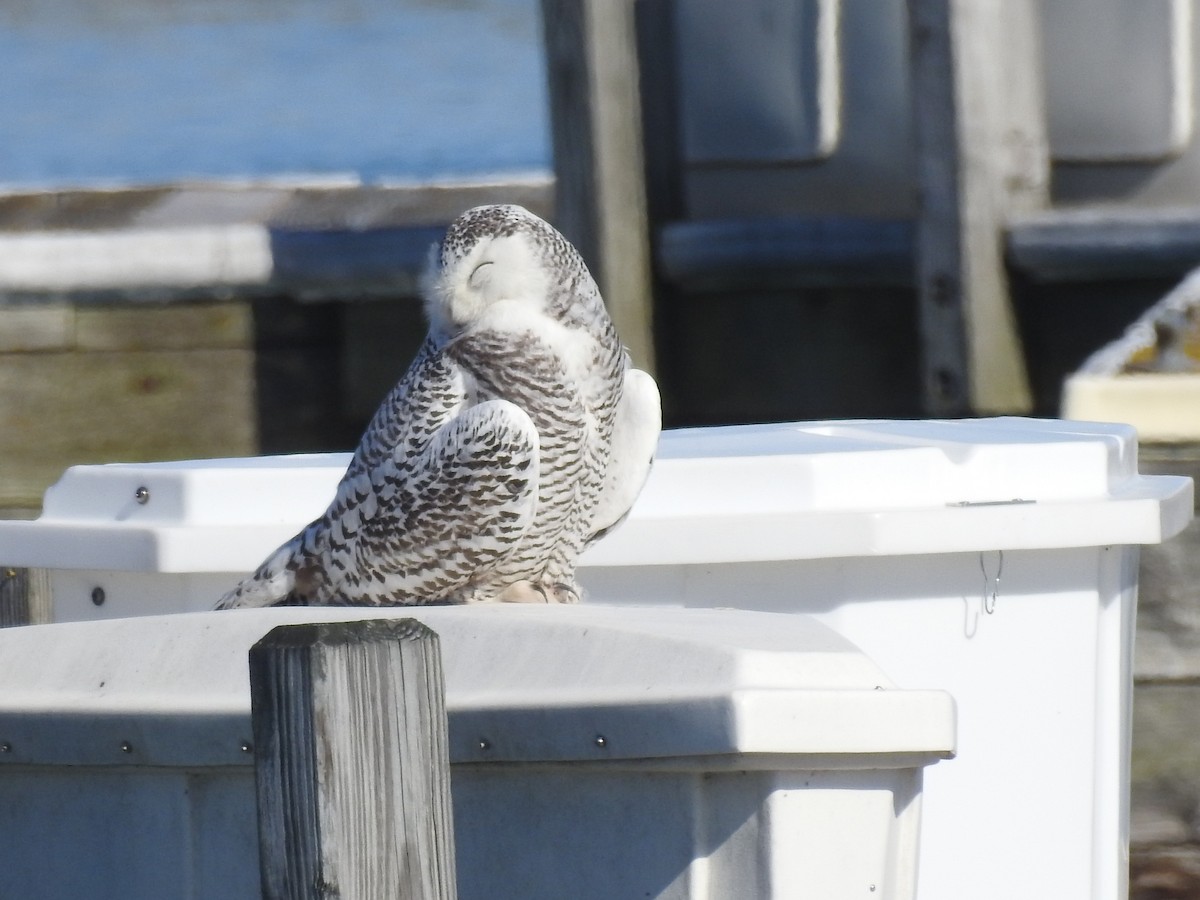 Snowy Owl - Tracy f