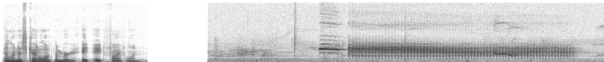Troglodyte à nuque rousse (groupe capistratus) - ML8851