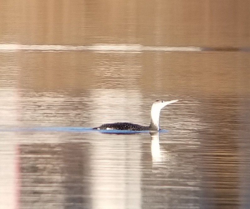 Red-throated Loon - Andy Avram