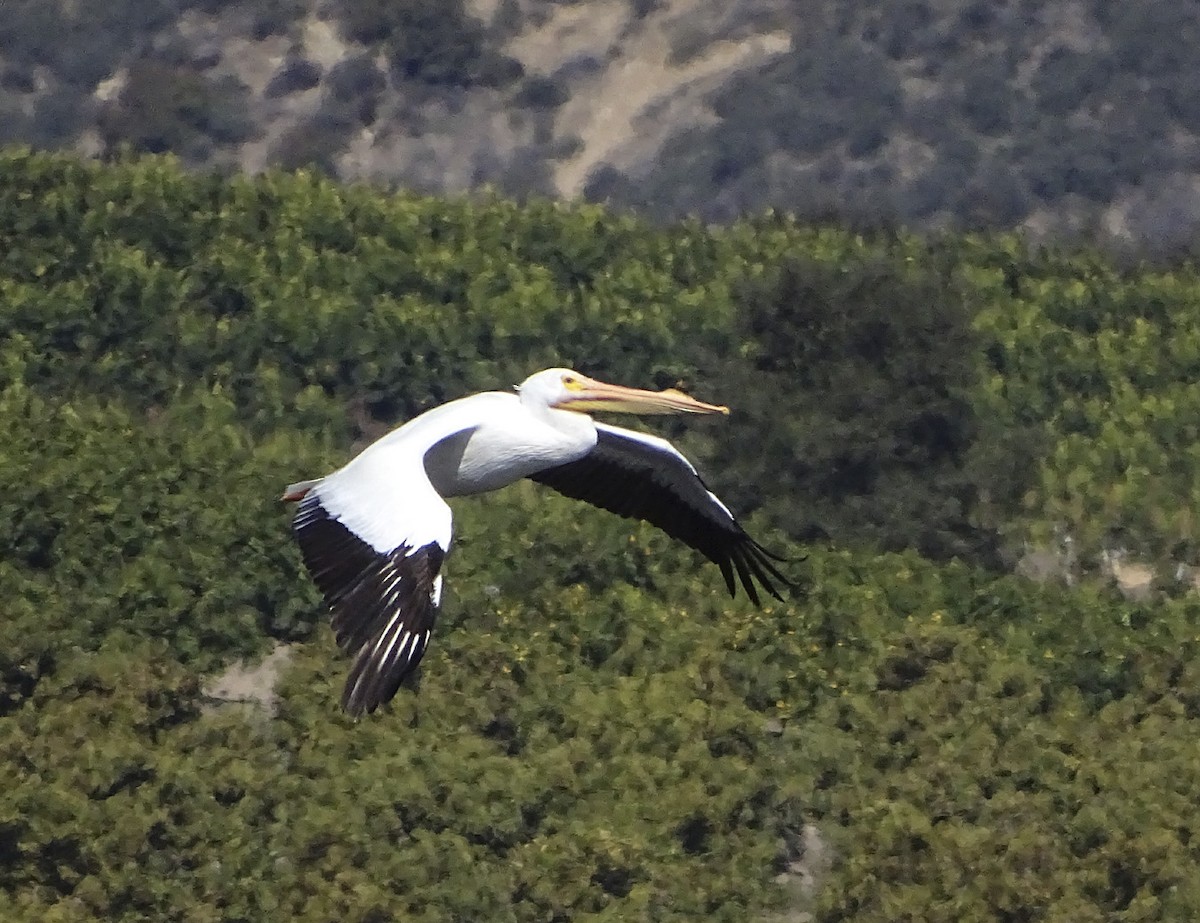 American White Pelican - ML88513031