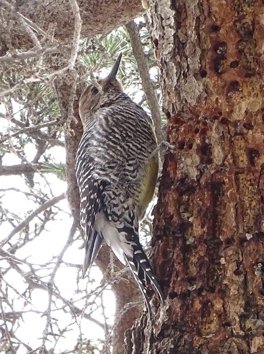 Williamson's Sapsucker - ML88513741