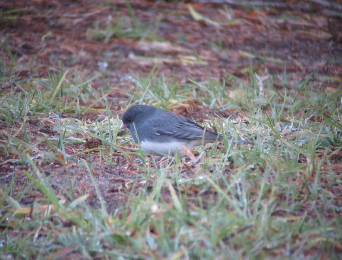 Dark-eyed Junco (Slate-colored) - ML88514531