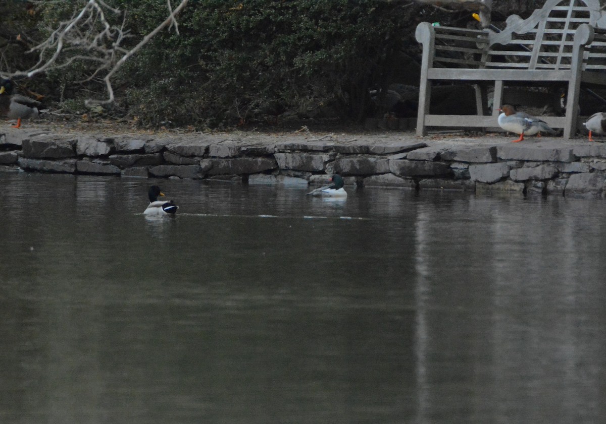 Common Merganser - ML88514661