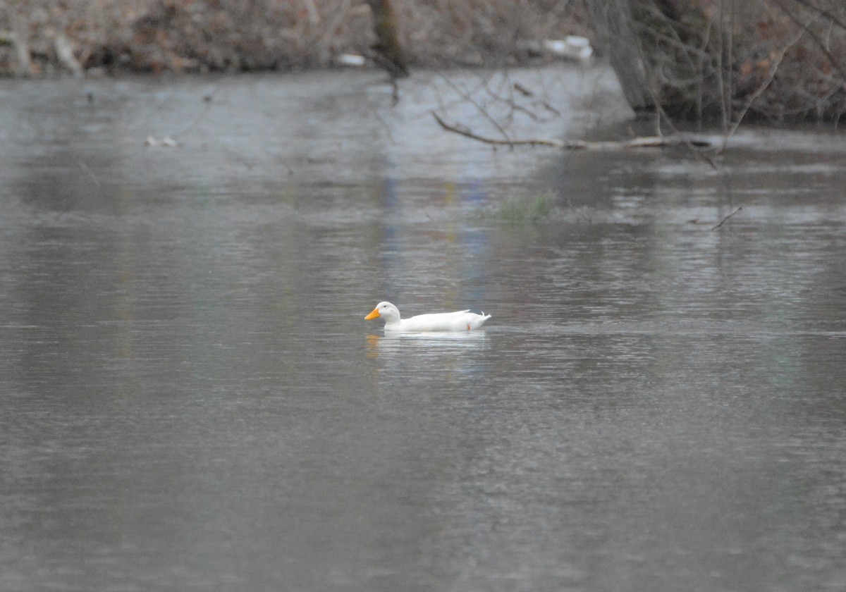 Mallard (Domestic type) - ML88514701