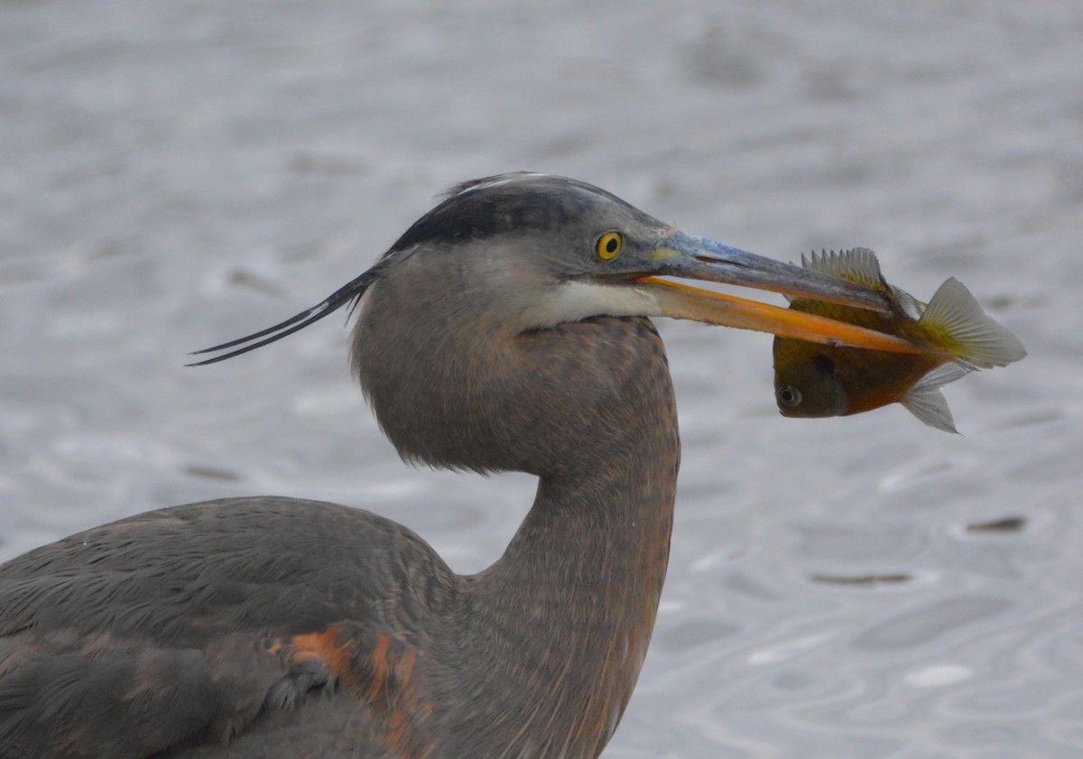 Great Blue Heron - ML88514741