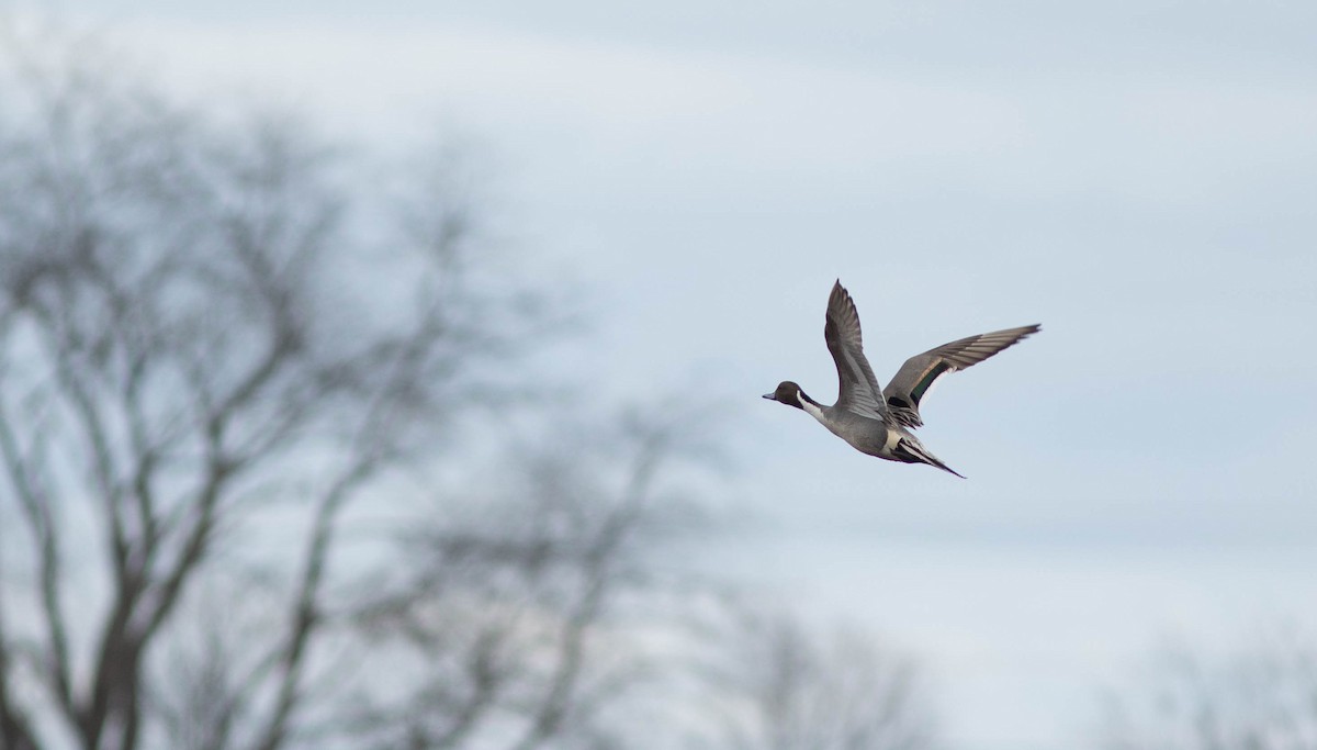 Northern Pintail - ML88518861