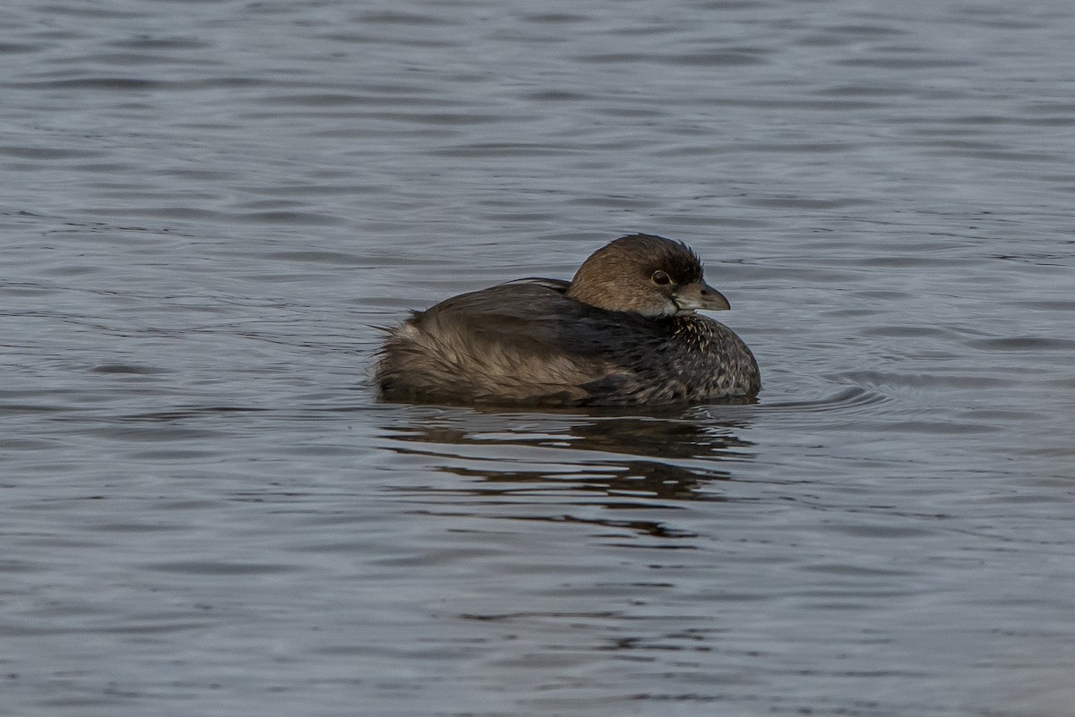 Pied-billed Grebe - ML88518971