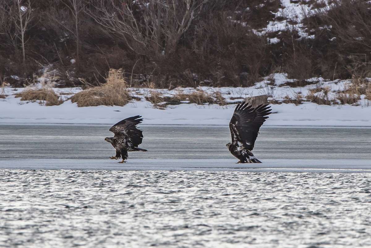 Bald Eagle - ML88519061