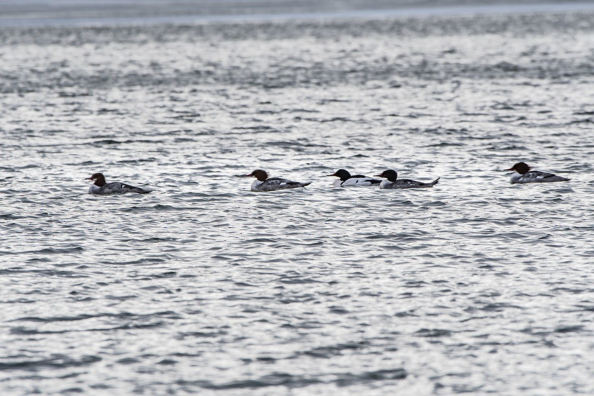 Common Merganser - ML88519171