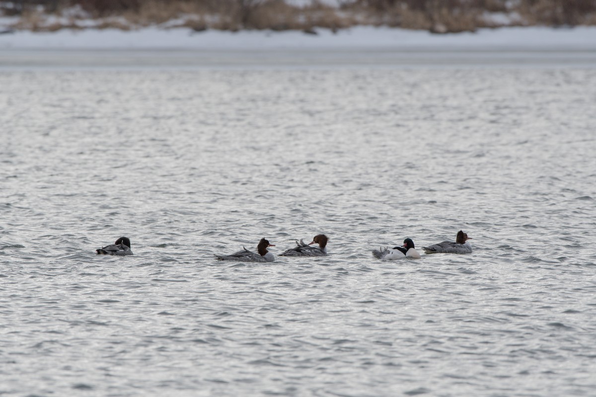 Common Merganser - ML88519181