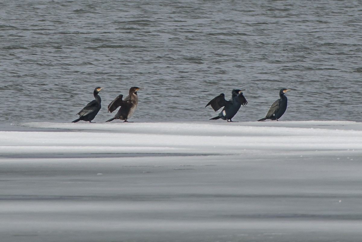 Great Cormorant - ML88519211