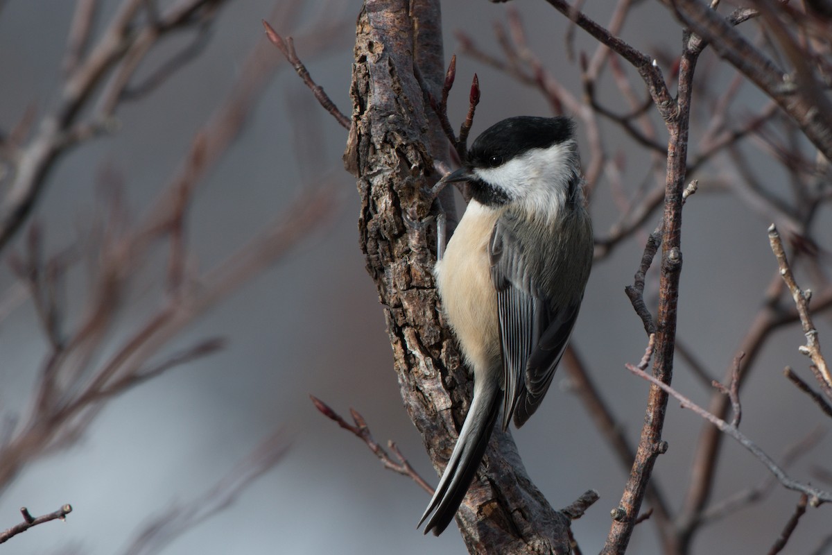 Black-capped Chickadee - ML88519231