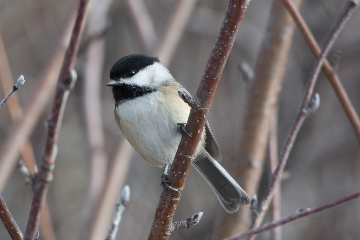 Black-capped Chickadee - ML88519241