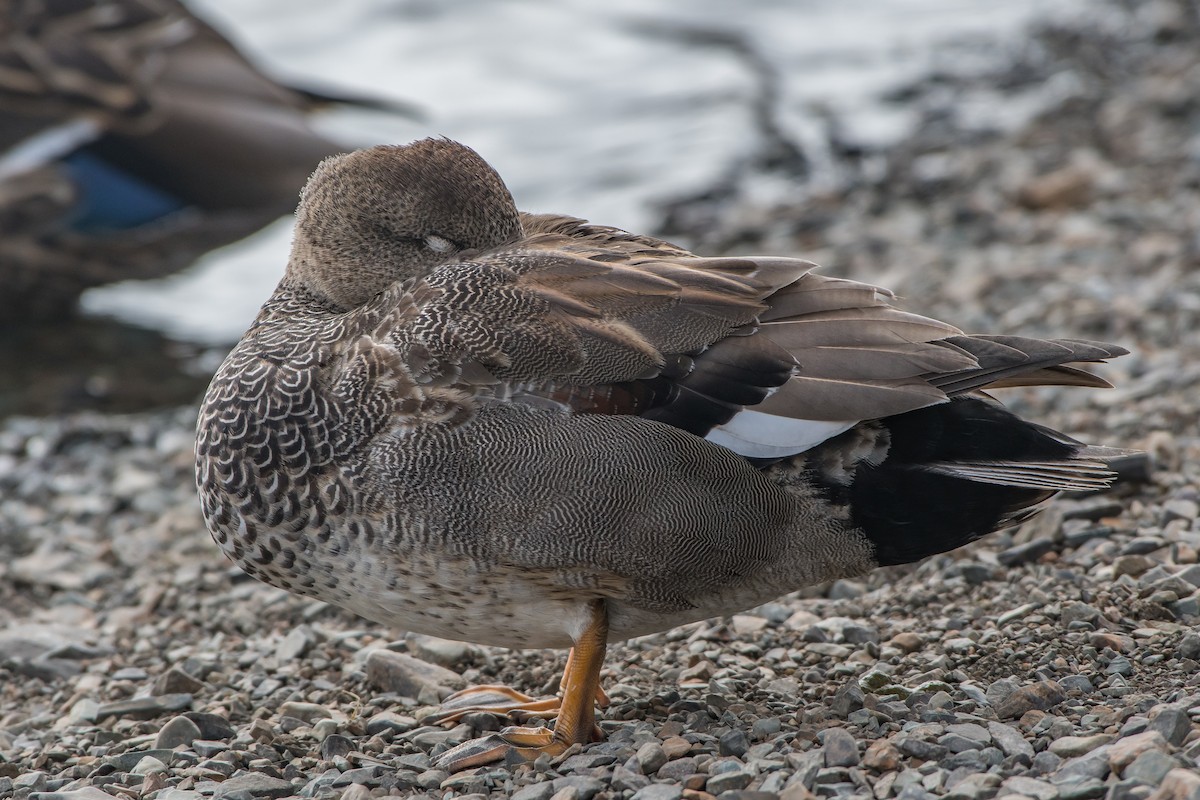 Gadwall - ML88519351