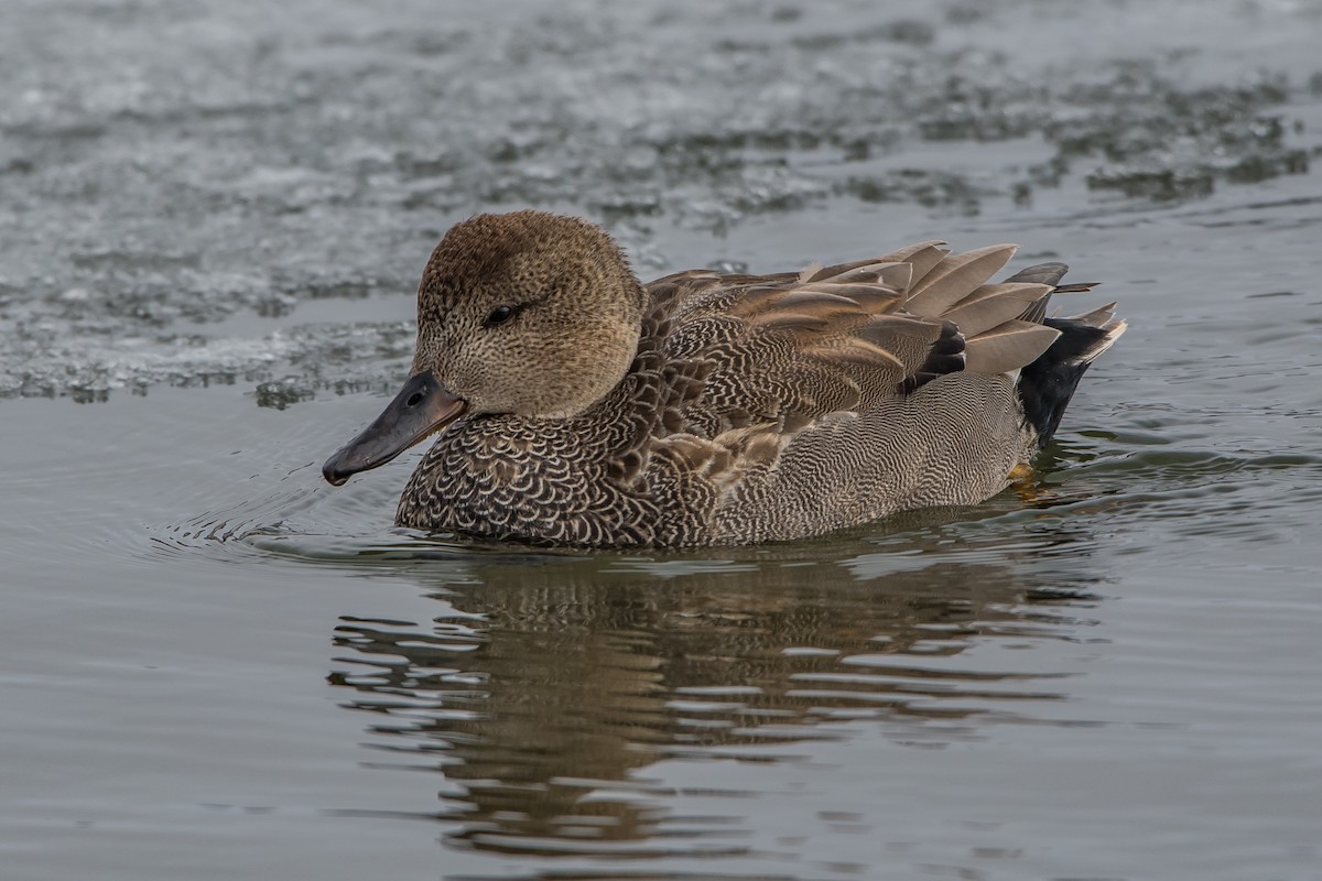 Gadwall - ML88519391