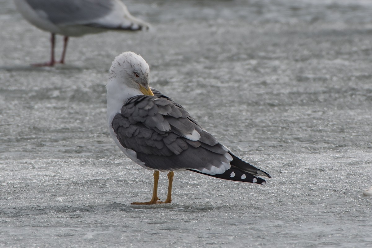 Lesser Black-backed Gull - ML88519401