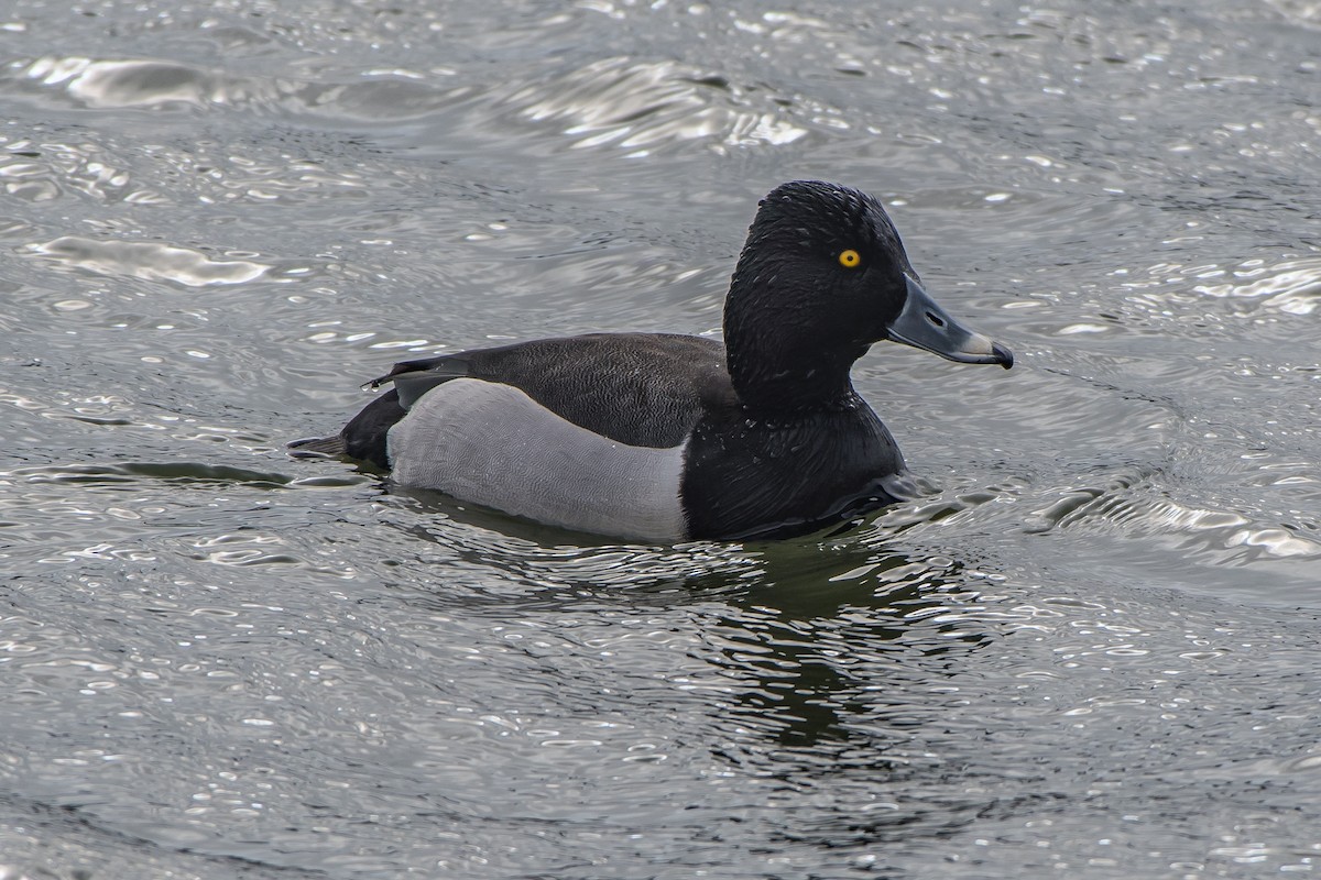 Ring-necked Duck x Lesser Scaup (hybrid) - ML88519431