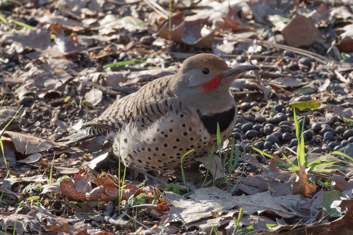 Northern Flicker (Red-shafted) - Patricia Clark