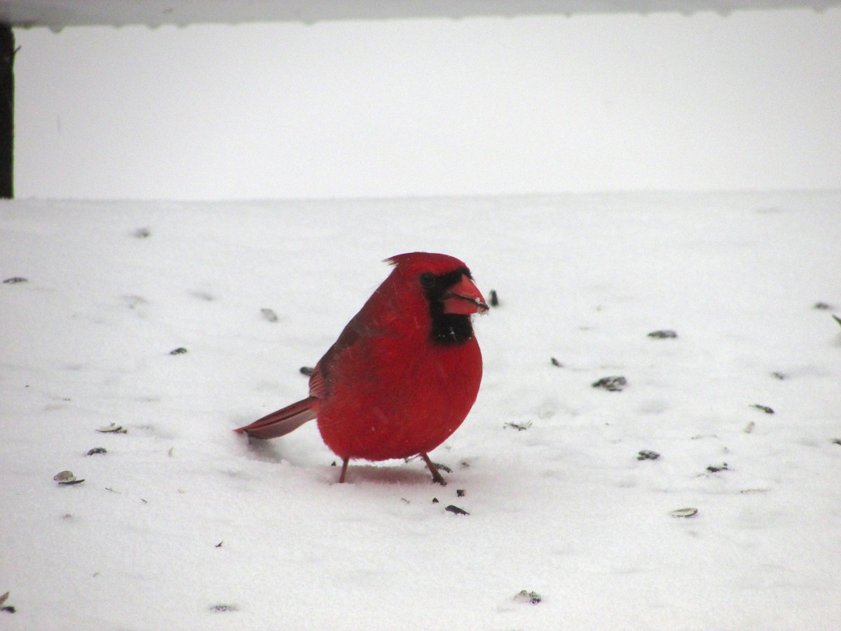 Cardinal rouge - ML88519871