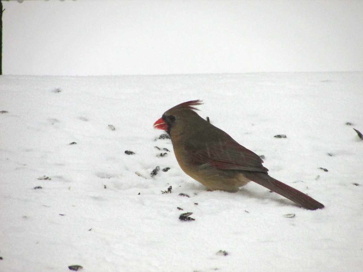 Cardinal rouge - ML88519881