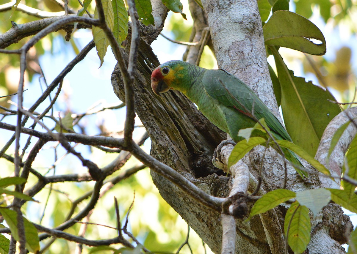 Red-lored Parrot - ML88520381