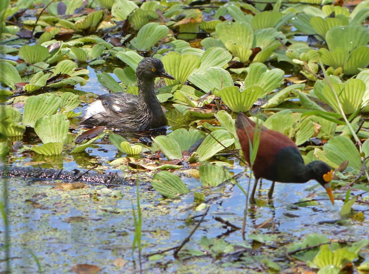 Least Grebe - ML88520431