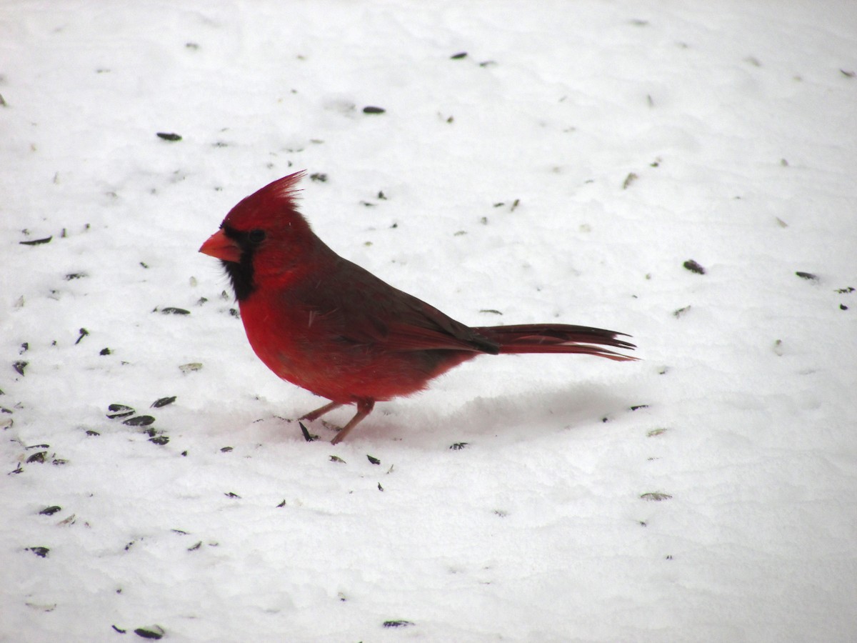 Cardinal rouge - ML88520681