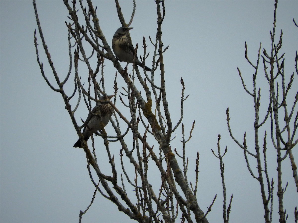 Чикотень - ML88521601