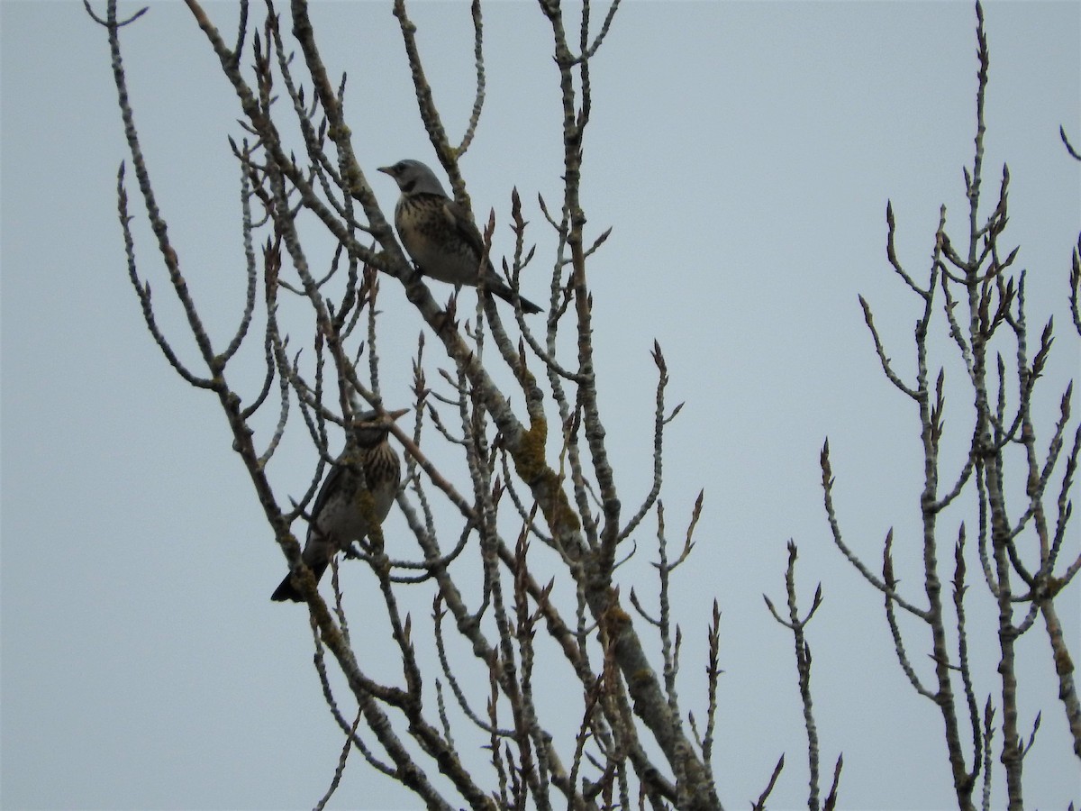 Чикотень - ML88521611