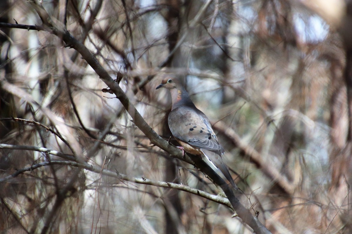 Mourning Dove - ML88522401