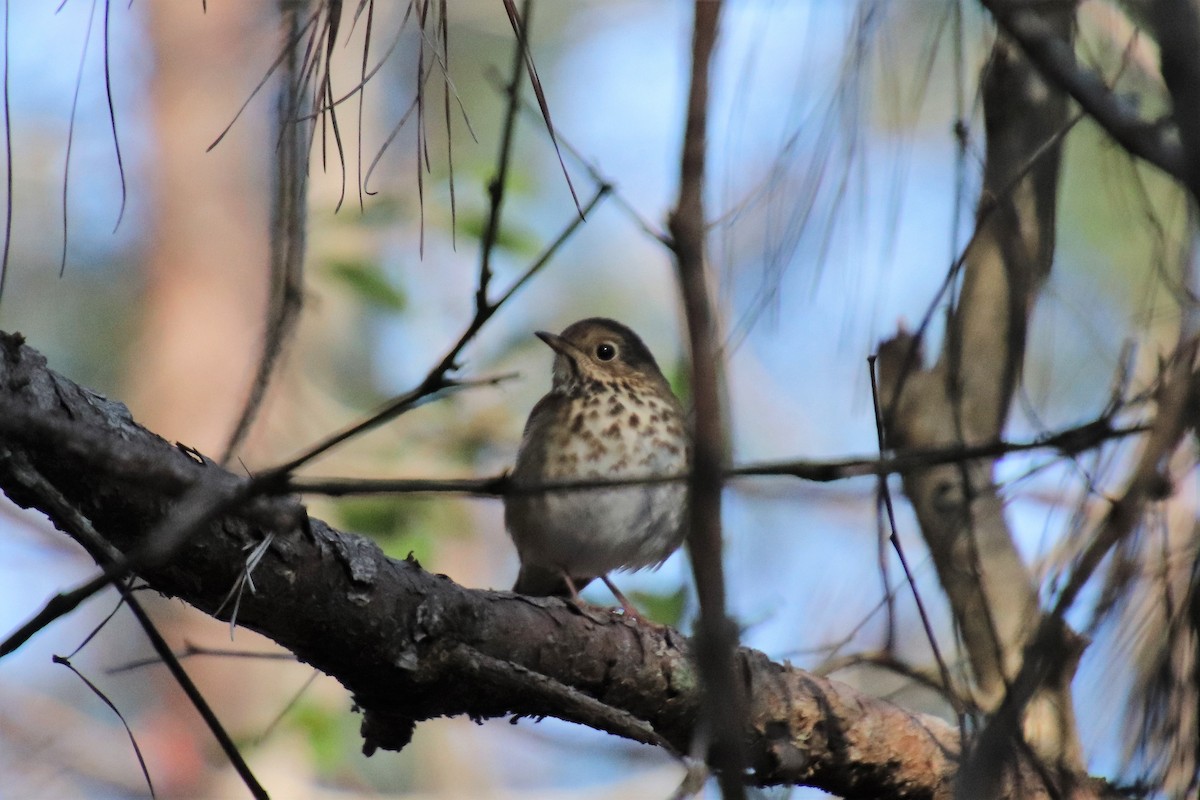 Hermit Thrush - ML88522661