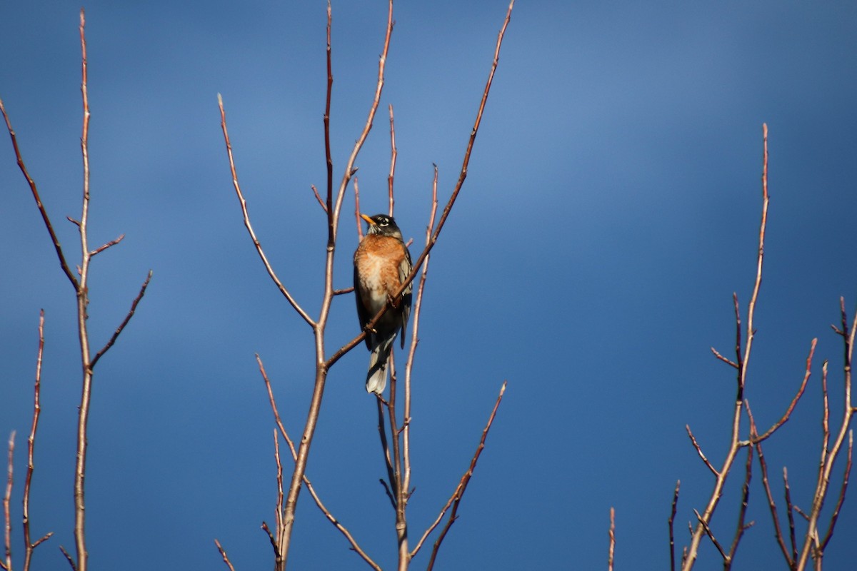 American Robin - ML88522721