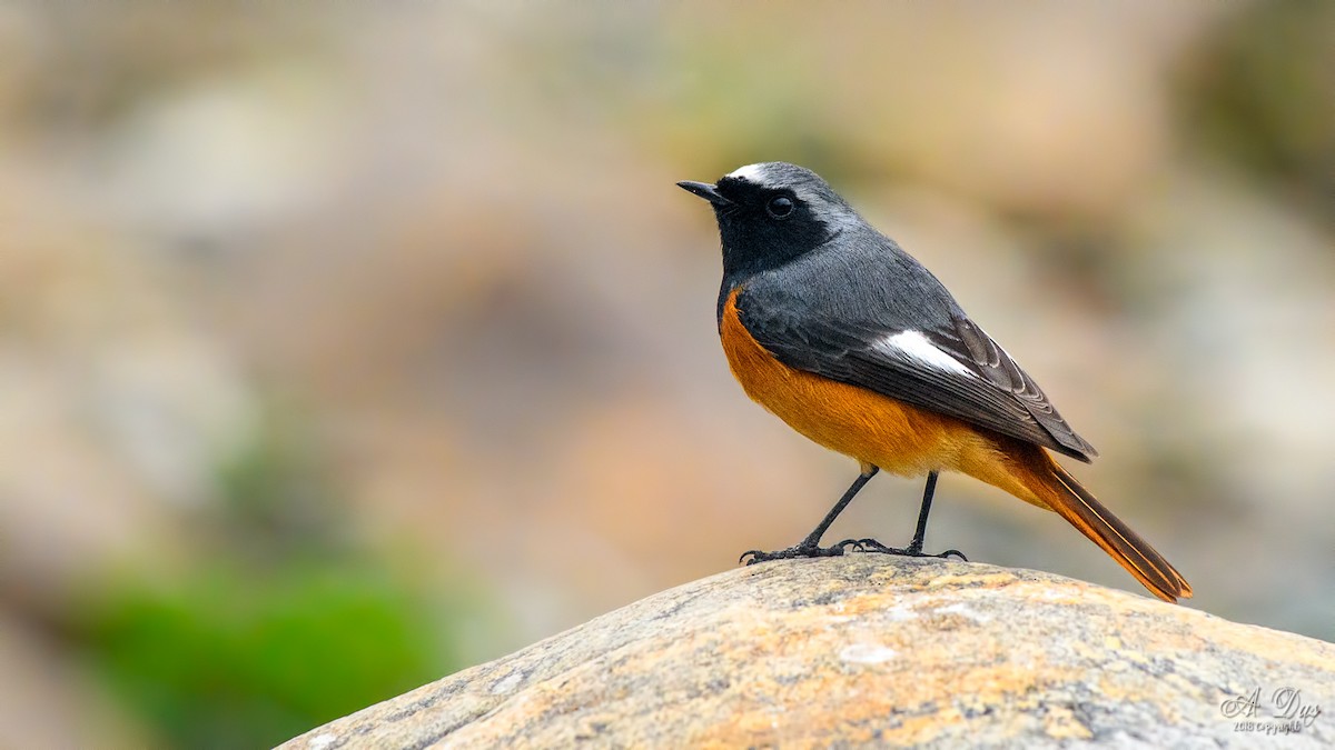 Hodgson's Redstart - Abhishek Das