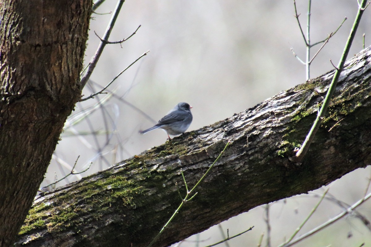 Dark-eyed Junco - ML88522811