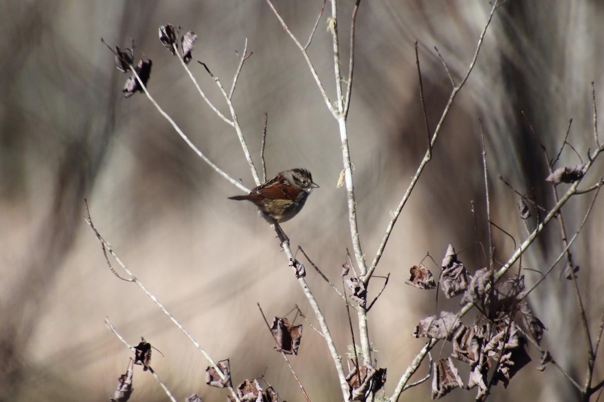 Swamp Sparrow - ML88522901