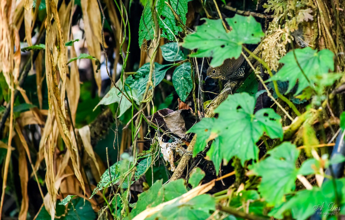 Scaly-breasted Cupwing (Himalayan) - Abhishek Das