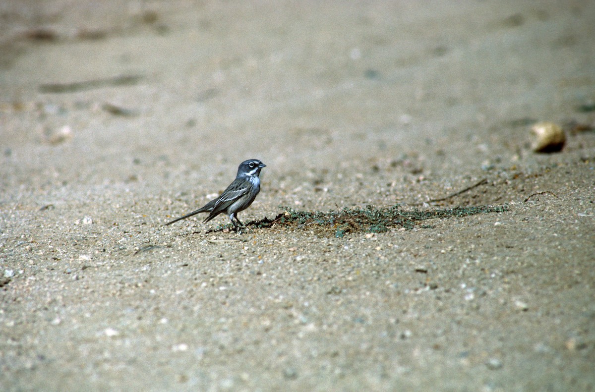 Sagebrush/Bell's Sparrow (Sage Sparrow) - Knut Hansen