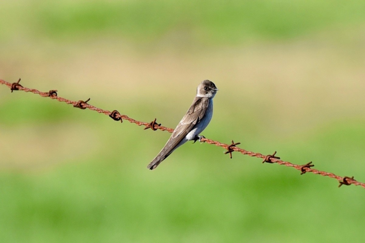 Northern Rough-winged Swallow - ML88524681