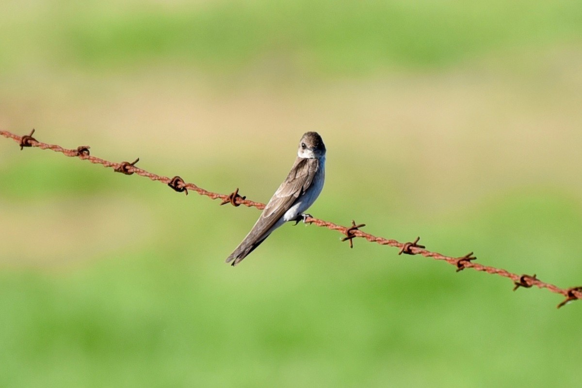 Northern Rough-winged Swallow - ML88524731